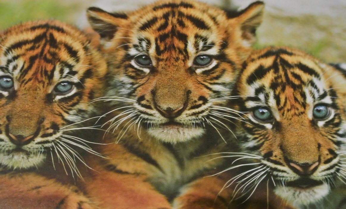 O tigre siberiano, veloz caçador em perigo de extinção