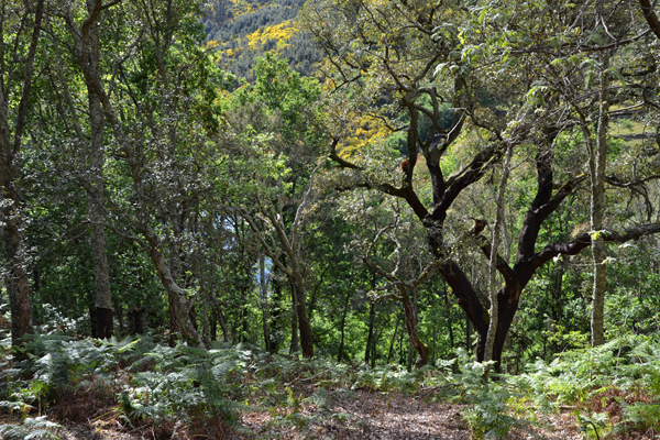 Sobreirais Tâmega - Foto Quercus