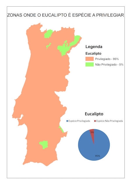 eucalipto_Portugal2.jpg