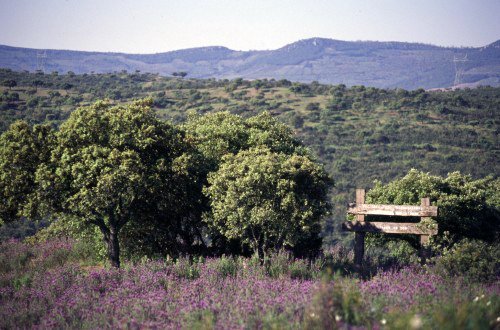 1988 - Inicio da campanha pela Criação do Parque Natural do Tejo Internacional, uma acção conjunta com a associação espanhola ADENEX.  © Luís Galrão/QUERCUS 2