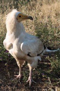 Abutre-do-egipto