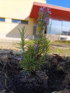 4 novas instituições aderem à Rede de Escolas Amigas dos Polinizadores