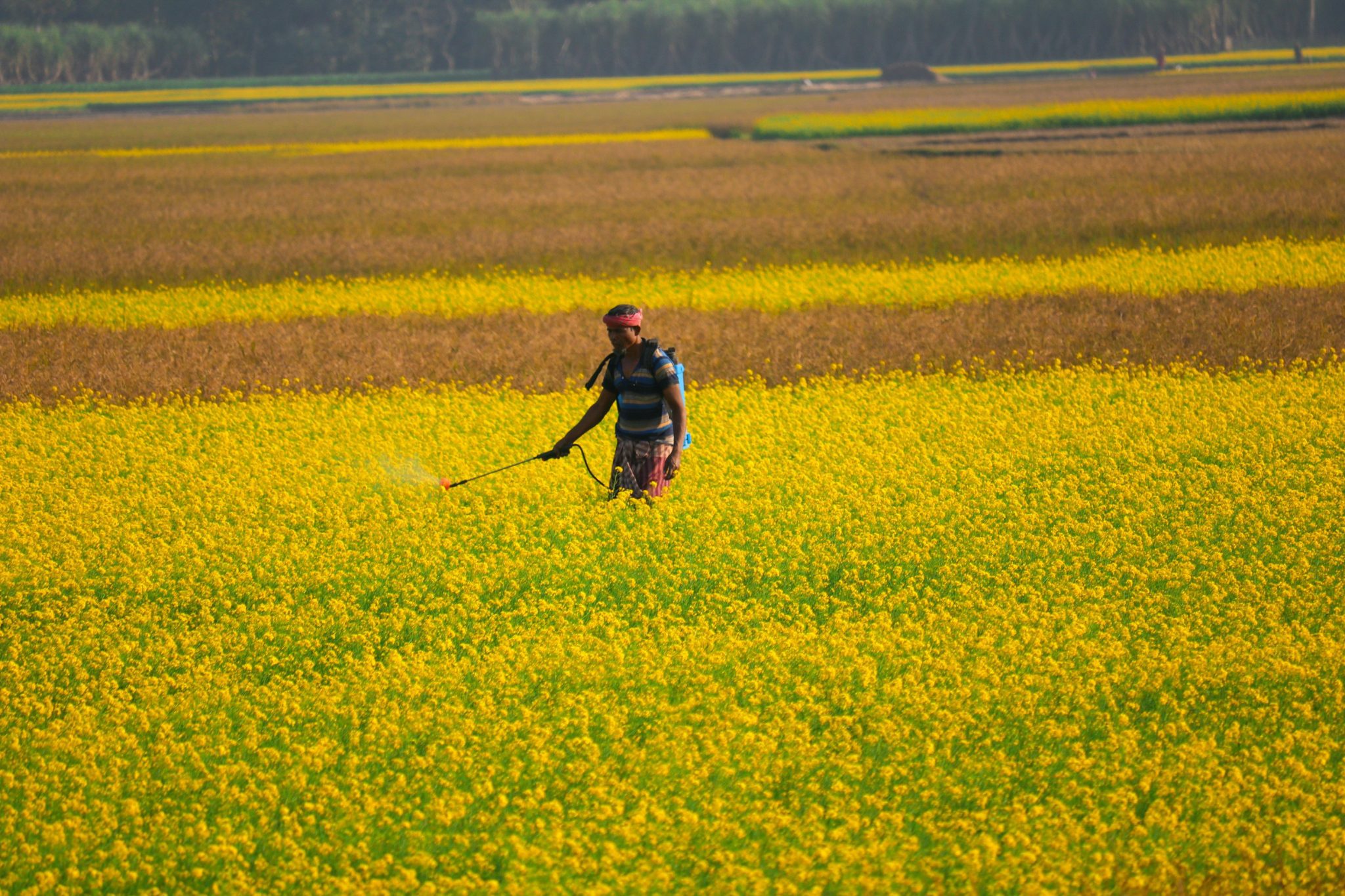 Farmers are giving pesticides in mustard fields