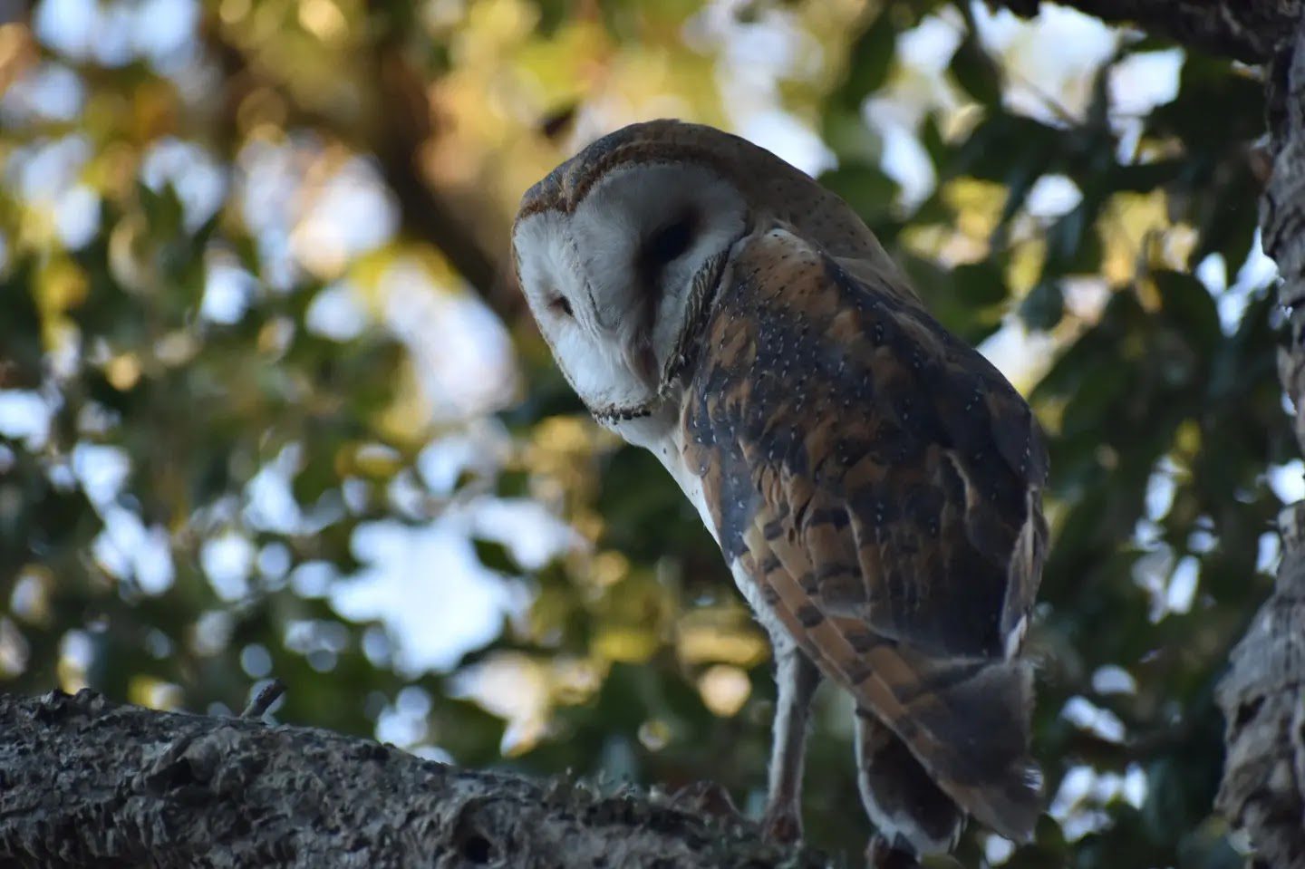 Tyto alba